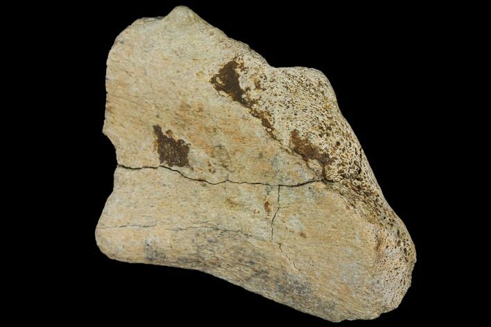 Triceratops Bone Fragment - Montana #102300